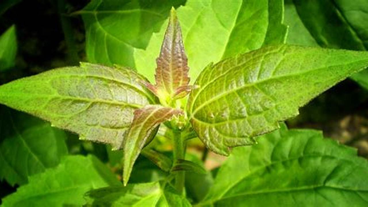 Temukan Manfaat Daun Kirinyuh yang Jarang Diketahui